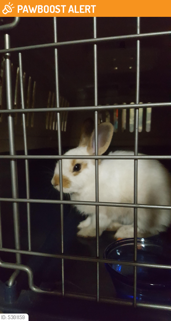 Found/Stray Unknown Rabbit last seen Near Kirk Rd & Lake Worth Rd, Palm Beach County, FL 33461