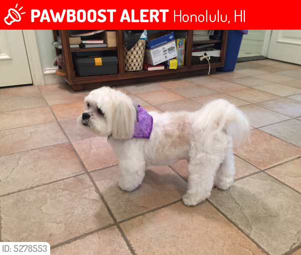 Lost Male Dog last seen Near Niumalu Loop & Paoo St, Honolulu, HI 96825