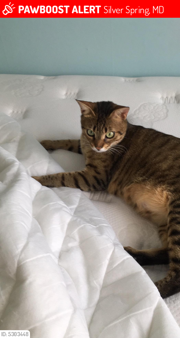 Lost Male Cat last seen Near Richmond Ave & Chicago Ave, Silver Spring, MD 20910