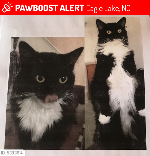 Lost Male Cat last seen Near Gerald Dr & Sullivans Trace Dr, Eagle Lake, NC 28217