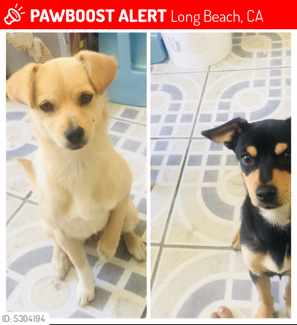 Lost Male Dog last seen Near E Morningside St & Atlantic Avenue , Long Beach, CA 90805