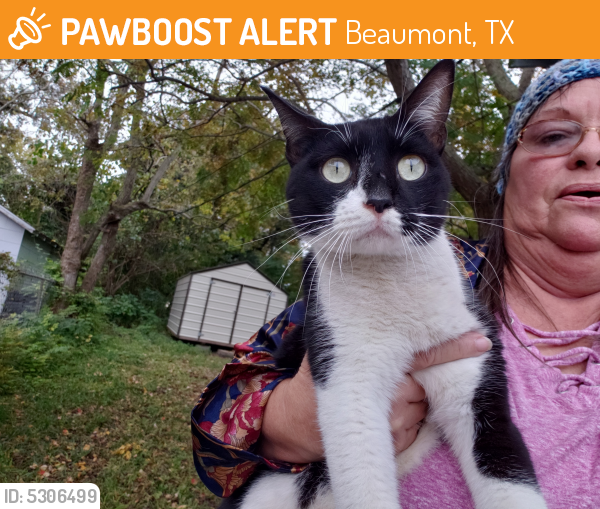 Rehomed Unknown Cat last seen Near S M L King Jr Pkwy & E Euclid St, Beaumont, TX 77705