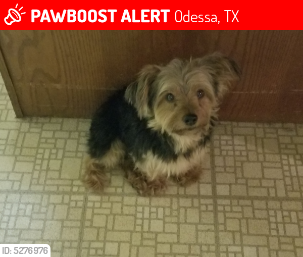Lost Male Dog last seen Near Alderfer Ave & E 68th St, Odessa, TX 79762