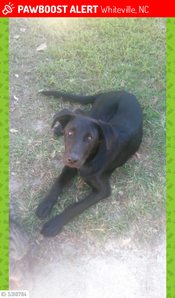 Lost Male Dog last seen ., Whiteville, NC 28472