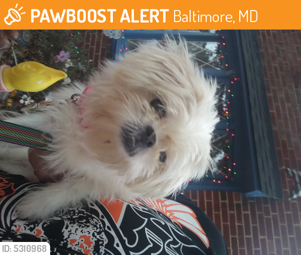 Rehomed Female Dog last seen Near Savoy St & Marbourne Ave, Baltimore, MD 21230