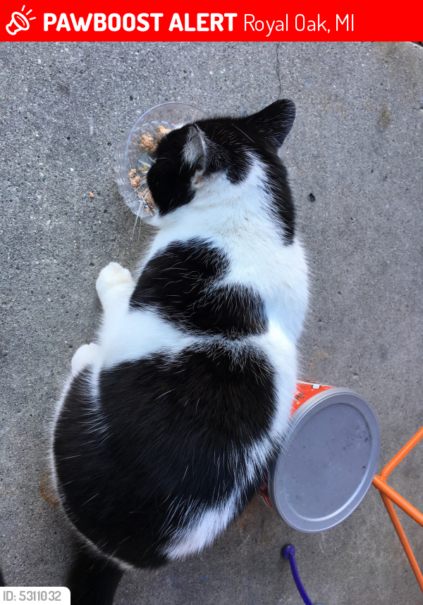 Lost Female Cat last seen Near N Rembrandt Ave & E Farnum Ave, Royal Oak, MI 48067