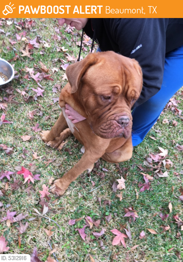 Found/Stray Male Dog last seen Near Orgain St & Bayou Rd, Beaumont, TX 77707