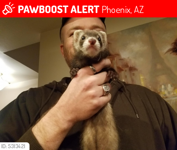 Lost Female Ferret last seen Near E Campo Bello Dr & N 2nd Pl, Phoenix, AZ 85022