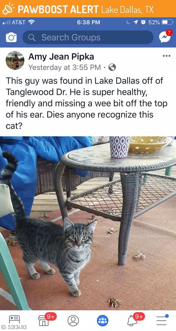 Found/Stray Male Cat last seen Near N Denton Dr & N Stemmons Fwy, Lake Dallas, TX 75065