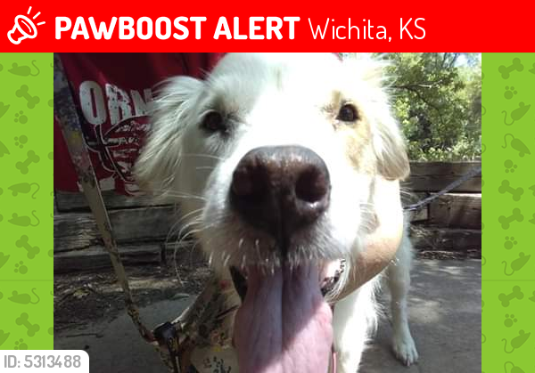 Deceased Male Dog last seen Near Orient Blvd & S Vine St, Wichita, KS 67213