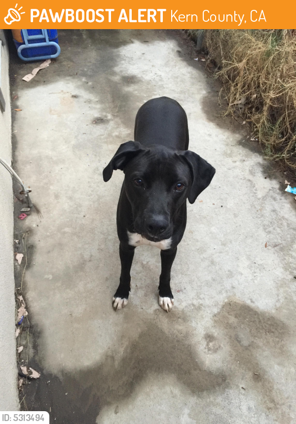 Found/Stray Male Dog last seen Near S K St & Wilson Rd, Kern County, CA 93304