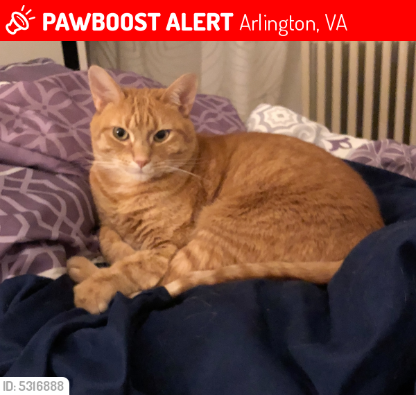Lost Male Cat last seen Bear Lee Highway and N Highland Street, Arlington, VA 22201