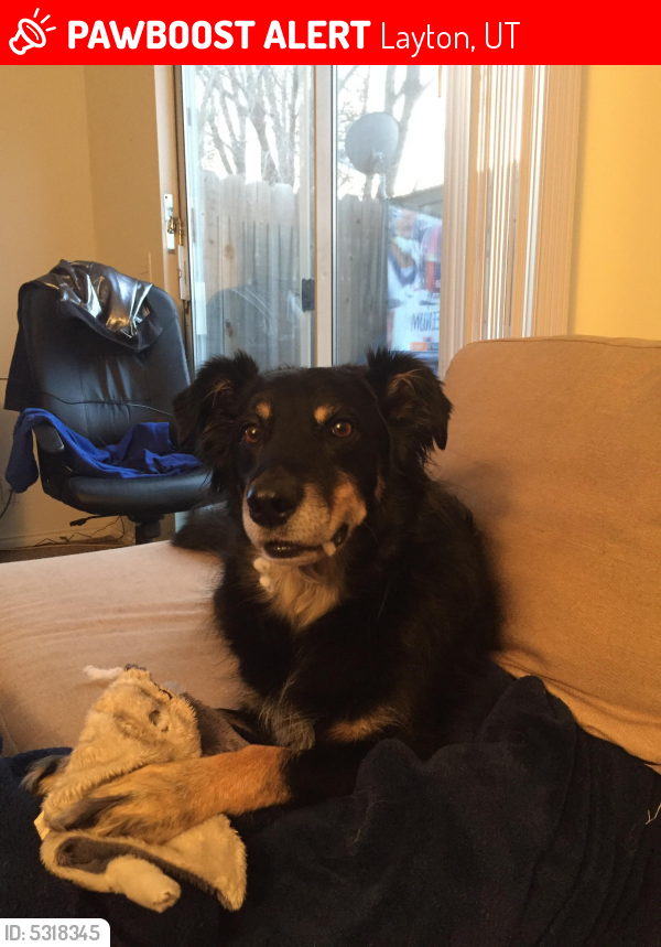 Lost Male Dog last seen Near W 1600 N & N 1200 W, Layton, UT 84041