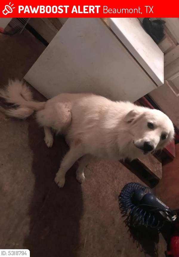 Lost Male Dog last seen Delaware Street, Beaumont, TX, USA, Beaumont, TX 77706
