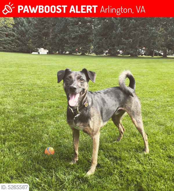 Lost Male Dog last seen , Great Falls, VA 22066