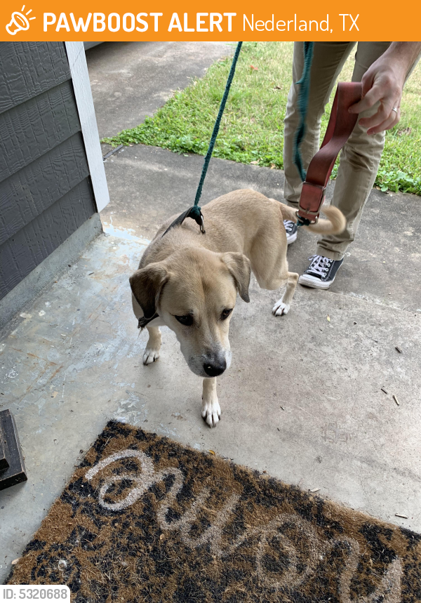 Found/Stray Unknown Dog last seen Near S 5th St & Avenue B Ave, Nederland, TX 77627