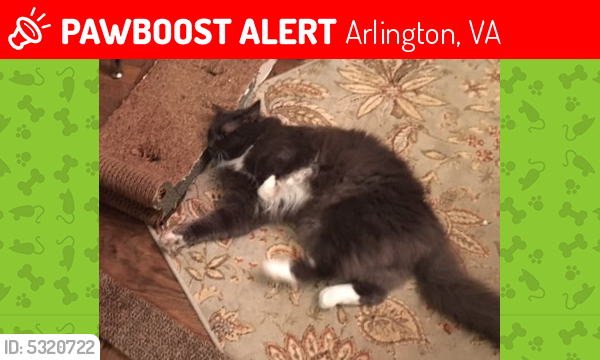 Lost Male Cat last seen Near 38th St N & N Dumbarton St, Arlington, VA 22207