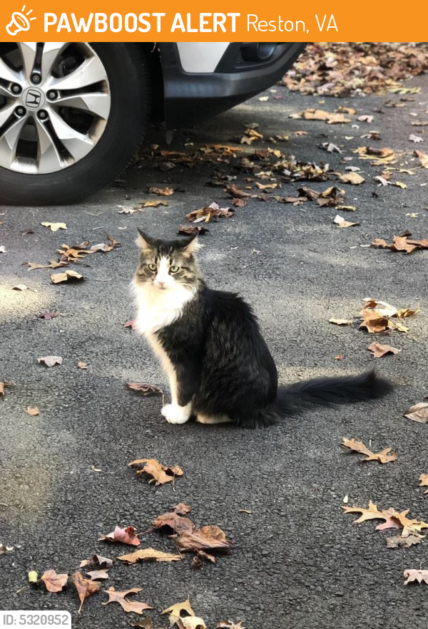 Found/Stray Unknown Cat last seen Near Stoneledge Ct & Myrtle Ln, Reston, VA 20191