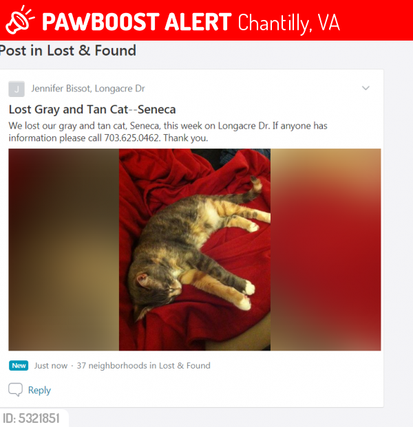 Lost Female Cat last seen Near Freedom St & Bradshaw Dr, Chantilly, VA 20152