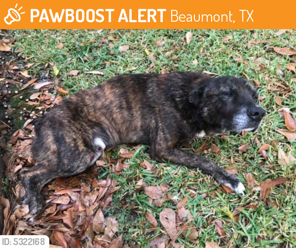 Deceased Male Dog last seen Near Glendale Ave & Washington Blvd, Beaumont, TX 77707