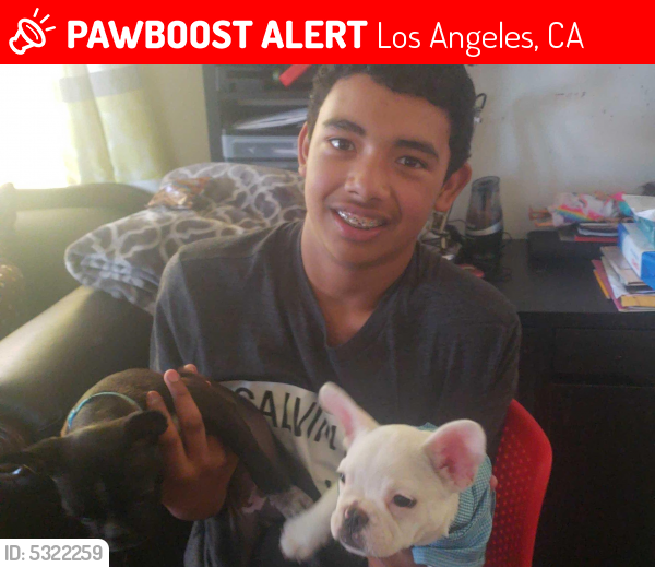 Deceased Male Dog last seen Near Woodlawn Ave & E 41st Pl, Los Angeles, CA 90011