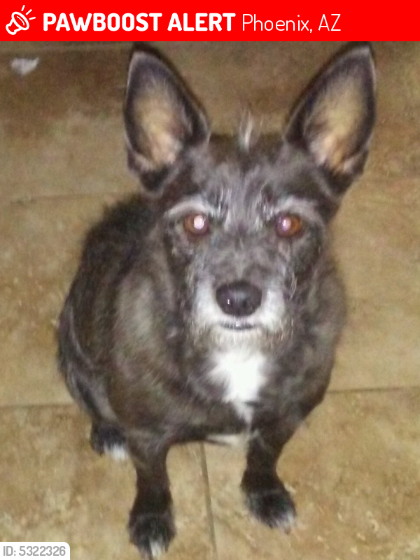 Lost Male Dog last seen Near E Rancho Dr & N 14th Pl, Phoenix, AZ 85016