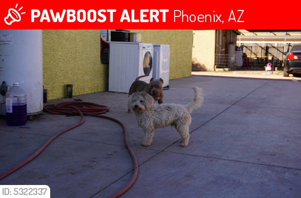 Lost Male Dog last seen Near W Riverside St & S 7th Ave, Phoenix, AZ 85041