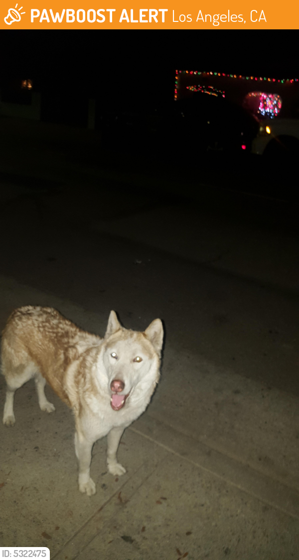 Found/Stray Unknown Dog last seen 97th and Broadway, Los Angeles, CA 90003