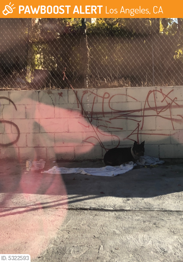 Rehomed Female Dog last seen Near Glendale Blvd & Rockwood St, Los Angeles, CA 90026