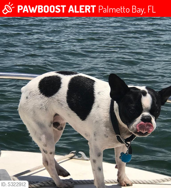 Lost Male Dog last seen Near SW 84th Ct & SW 169th Ter, Palmetto Bay, FL 33157