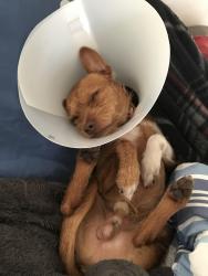 Reunited Male Dog last seen Near Elsworth St & Fringe St, Moreno Valley, CA 92553