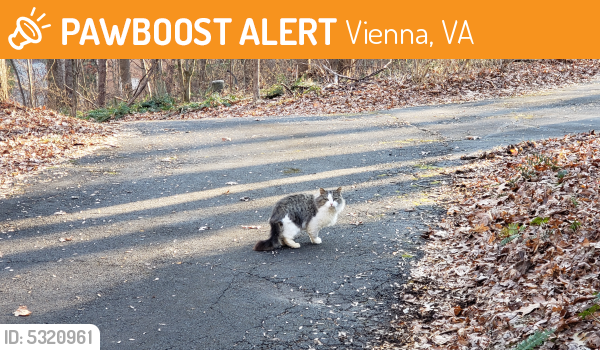 Deceased Unknown Cat last seen Near Crowell Rd & Westford Dr, Vienna, VA 22182