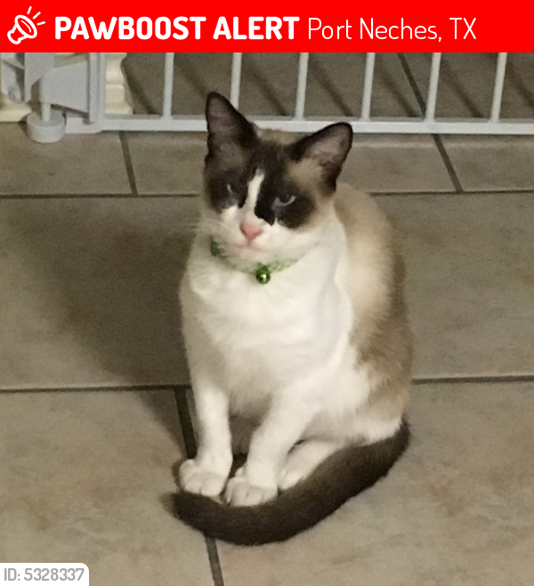Lost Male Cat last seen Near Woodland Dr & Hebert Woods Dr, Port Neches, TX 77651