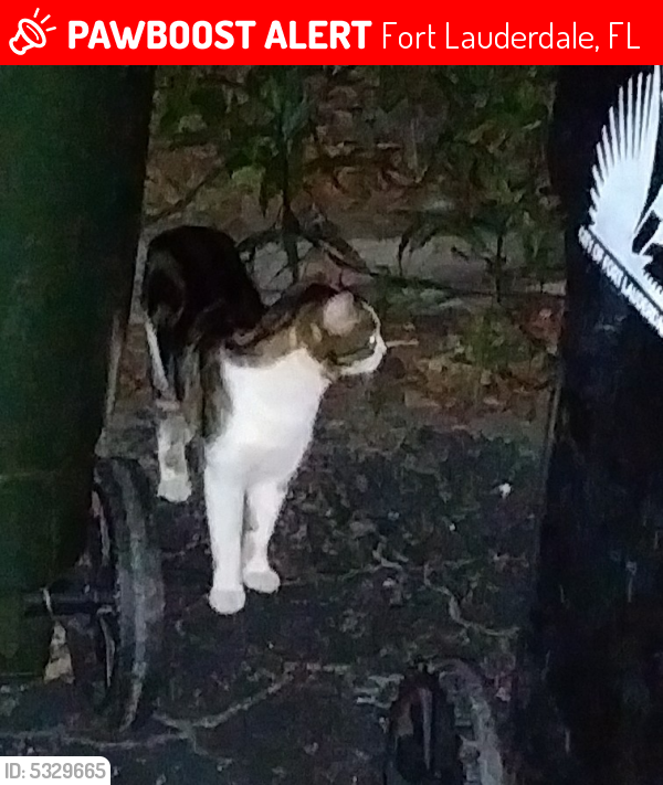 Lost Female Cat last seen Near SW 4th Ave & SW 7th St, Fort Lauderdale, FL 33315