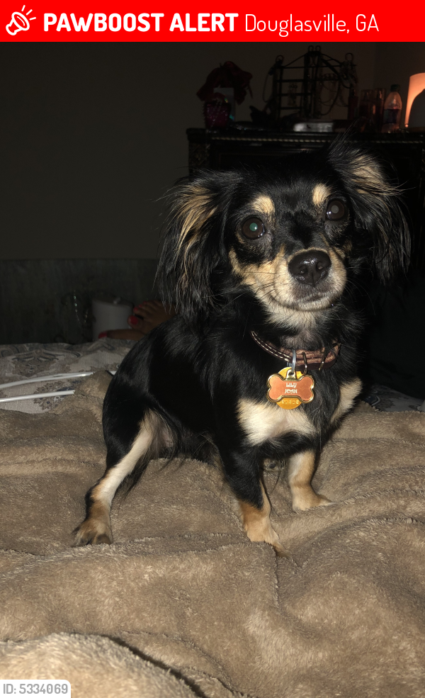 Douglasville, GA Lost Female Dog, Lily Is Missing PawBoost