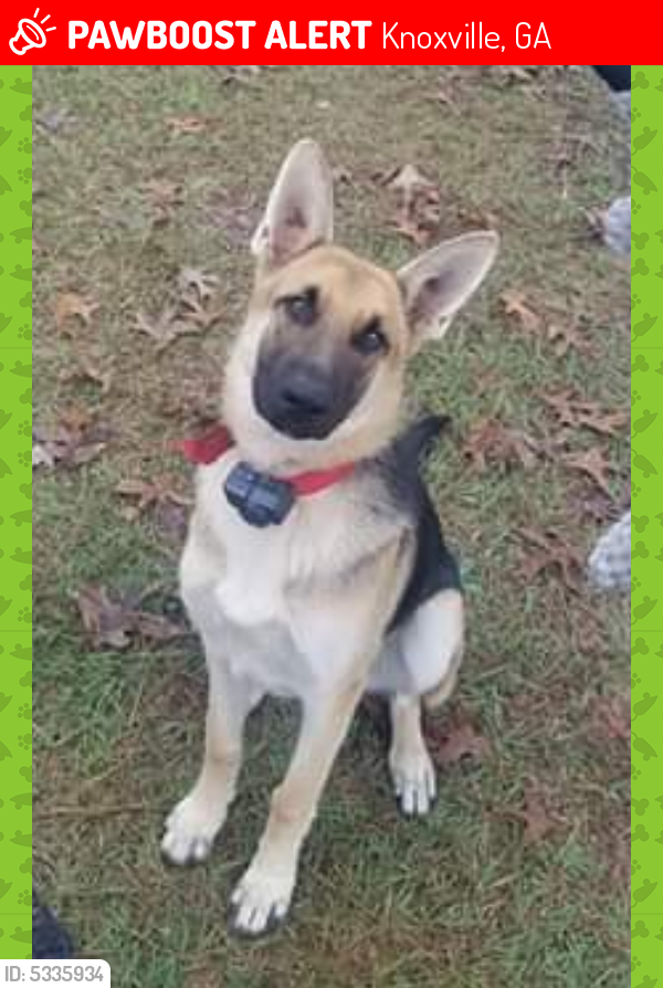 Lost Female Dog last seen Near Georgia 42, Knoxville, GA, USA, Knoxville, GA 31050
