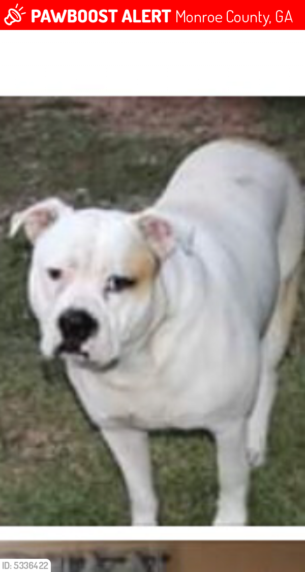Lost Male Dog last seen Stokes Store Road, Forsyth, GA, USA, Monroe County, GA 31029