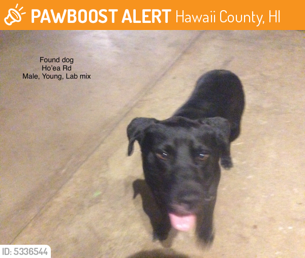 Found/Stray Male Dog last seen Hoea Road, Hawaii, USA, Hawaii County, HI 96719