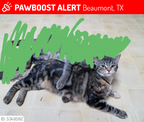 Lost Female Cat last seen Near Redwood Dr & Timberwood Ln, Beaumont, TX 77703