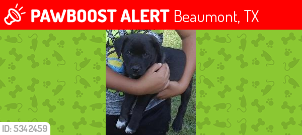 Lost Male Dog last seen Near Baker Rd & Ember Ln, Beaumont, TX 77707