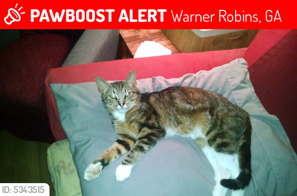 Lost Male Cat last seen Near S Houston Rd & Spring St, Warner Robins, GA 31095