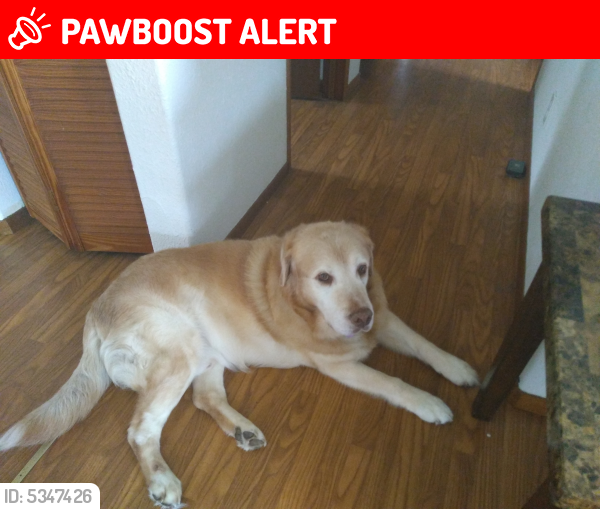 Lost Male Dog last seen Near 38th Ave & Orchid Land Dr, Orchidlands Estates, HI 96760