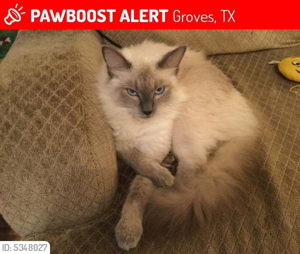 Lost Male Cat last seen Near Terrell St & Oakdale Dr, Groves, TX 77619