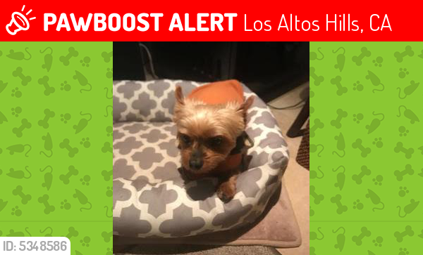 Lost Male Dog last seen Near Old Ranch Rd & Old Ranch Dr, Los Altos Hills, CA 94024