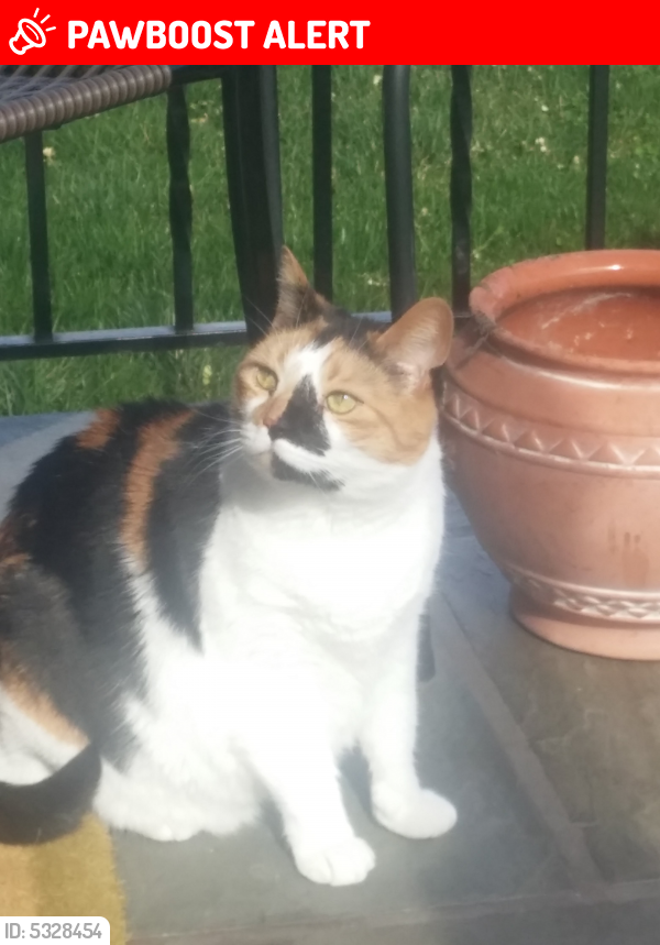 Lost Female Cat last seen Dixon st , Stillwater Township, NJ 07860