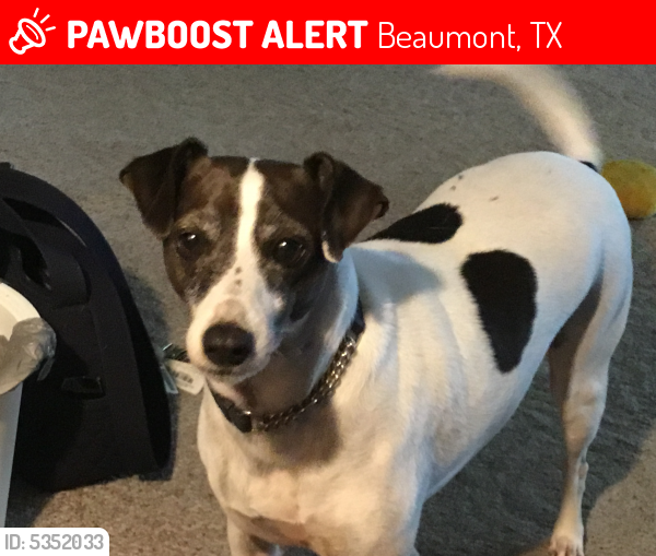 Lost Male Dog last seen Near Treadway Rd & Collier St, Beaumont, TX 77703