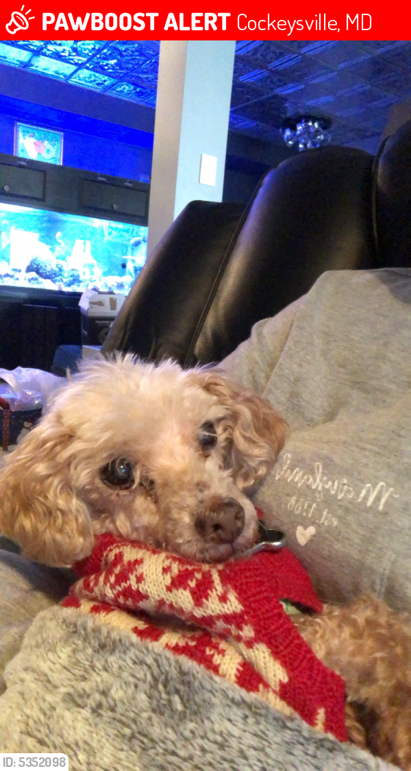 lost-female-dog-in-cockeysville-md-21030-named-coconut-id-5352098