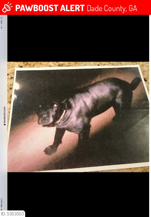 Lost Female Dog last seen Near Brow Lake Loop Rd & Brow Lake Rd, Dade County, GA 30750