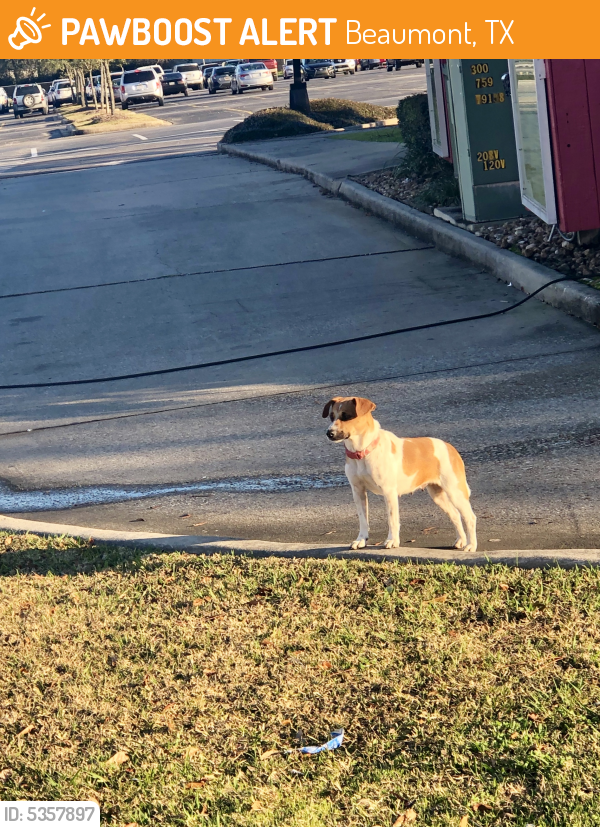 Found/Stray Female Dog last seen Near Wellington Pl & Dowlen Rd, Beaumont, TX 77706