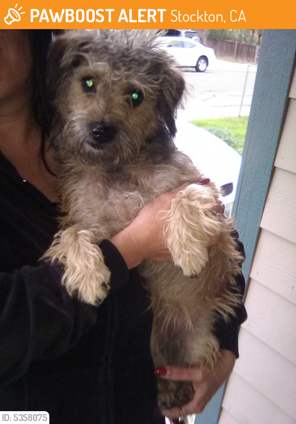 Found/Stray Female Dog last seen Near Anita St & Hackberry St, Stockton, CA 95205